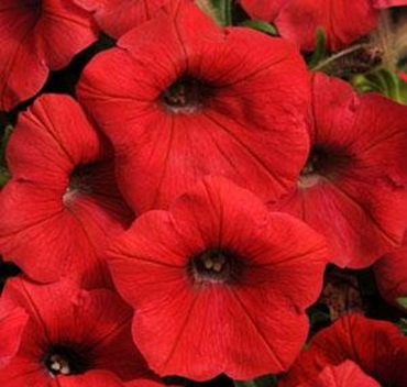 петуния ампельная гибридная            Petunia х hibrida